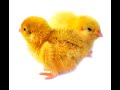 Птицеферма Кубанская перепёлка реализует суточных цыплят перепелов пород Техасский белый