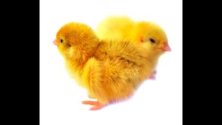 Птицеферма Кубанская перепёлка реализует суточных цыплят перепелов пород Техасский белый