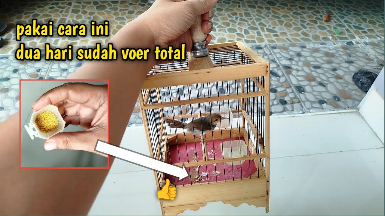 CARA MUDAH BIKIN PRENJAK DOYAN MAKAN VOER‼️dijamin manjur dan efektif