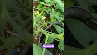 Young Fruiting Tomato