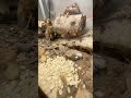 Сверчковый ковчег овсянка шаббат #nature #bunkerm #entomology #science #wildlife #энтомолог