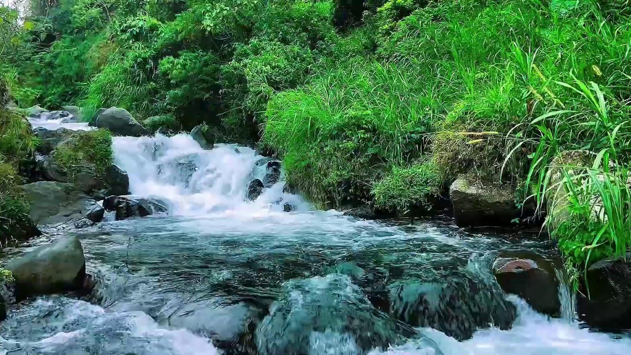 Mountain Stream Flowing Water Sounds, Forest River, Sleep