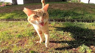 夕方の公園で野良猫がモフられにきた