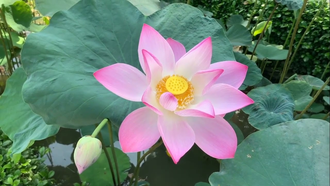 The best Healing and Relaxing music. Лучшая целебная и расслабляющая музыка.