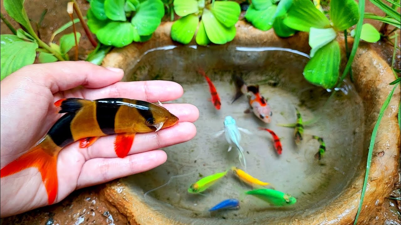 Memfish Scooping up ornamental fish, LeleAlbino fish, glowfish, Rancu fish ...