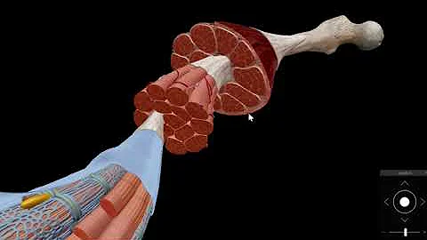 Visible Body | The Structure of Skeletal Muscle
