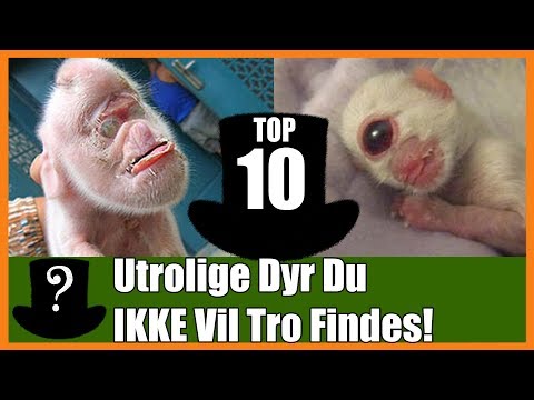 Video: Top 10 Smarteste Dyr På Planeten