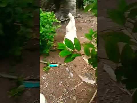 ஜோடி வாத்து 🦆🦆#shorts..