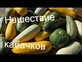 Нашествие кабачков - как с ним бороться? // Из города в деревню