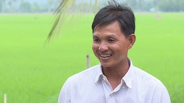 Canh tác lúa thông minh thích ứng biến đổi khí hậu Chọn giống lúa cho năng suất cao