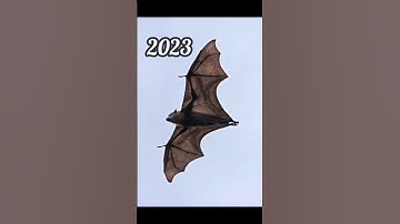 Thumbnail of 2023 bat and 5000bce bat || Past animals ||#shorts #Trend #trend #new #evolution #animal #today