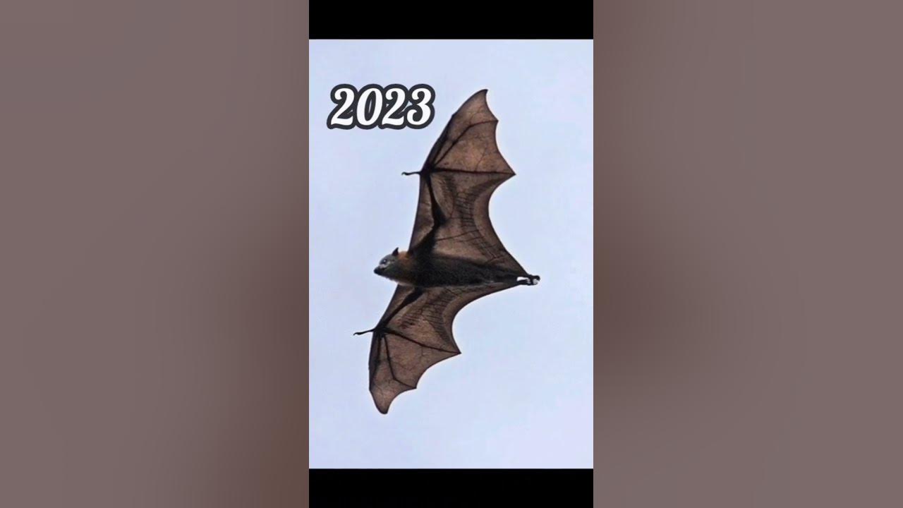 2023 bat and 5000bce bat || Past animals ||#shorts #Trend #trend #new #evolution #animal #today
