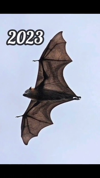2023 bat and 5000bce bat || Past animals ||#shorts #Trend #trend #new #evolution #animal #today