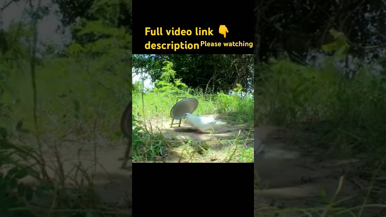 Easy Pigeon Bird 😱🕊️‼️Trap - Technique Unique Bird 🪤😰🕊️Trap Using Pot lid ‼️😱🕊️