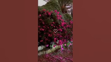 سورة العنكبوت، الآيه 64 مؤثرة