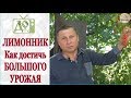 ЛИМОННИК - делюсь СЕКРЕТОМ БОЛЬШОГО УРОЖАЯ / DelaOgorodnieTV