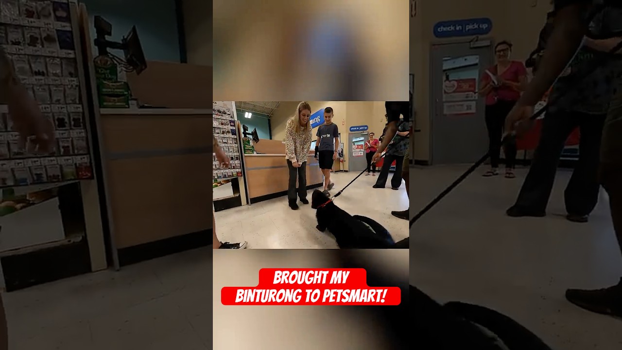 Customers React - Binturong in PetSmart! 🐻🐈