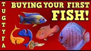 Buying Your First Fish / The Ultimate Guide To Your First Aquarium Part 6