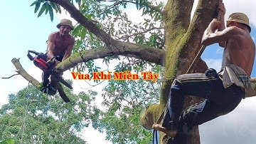 Vua Khỉ Miền Tây cưa cây Xoài lai tại nhà . Cutting mango tree .