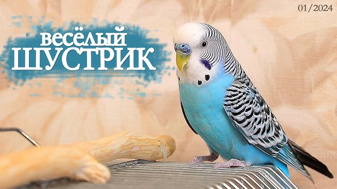 Порно анальды простата массажы Секс видео эротика жас