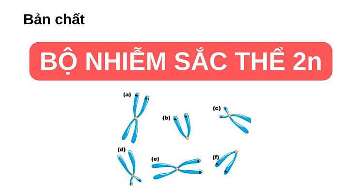 Bộ nst lưỡng bội là gì năm 2024