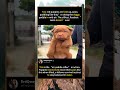 Puppies Paddle in Mid-Air — The Cutest Reflex You Didn’t Know Existed #CutePuppies #RedPuppies