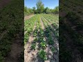 Plantația de cartofi 🥔 #gradinarit #horticulture #agriculture #romania