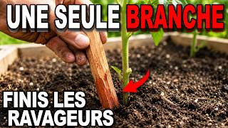 Une Simple Branche Élimine Les Ravageurs — Les Industriels Veulent Que Vous Achetiez Des Pesticides