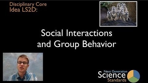 LS2D - Social Interactions and Group Behavior