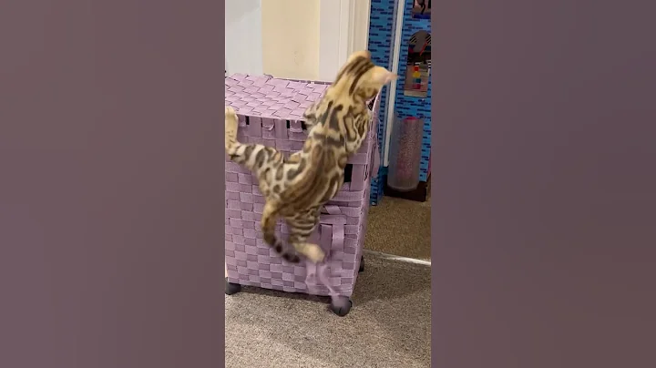 Watch the video about Bengal cats playing #bengalcatlovers #kitten #bengal #cat #bengals