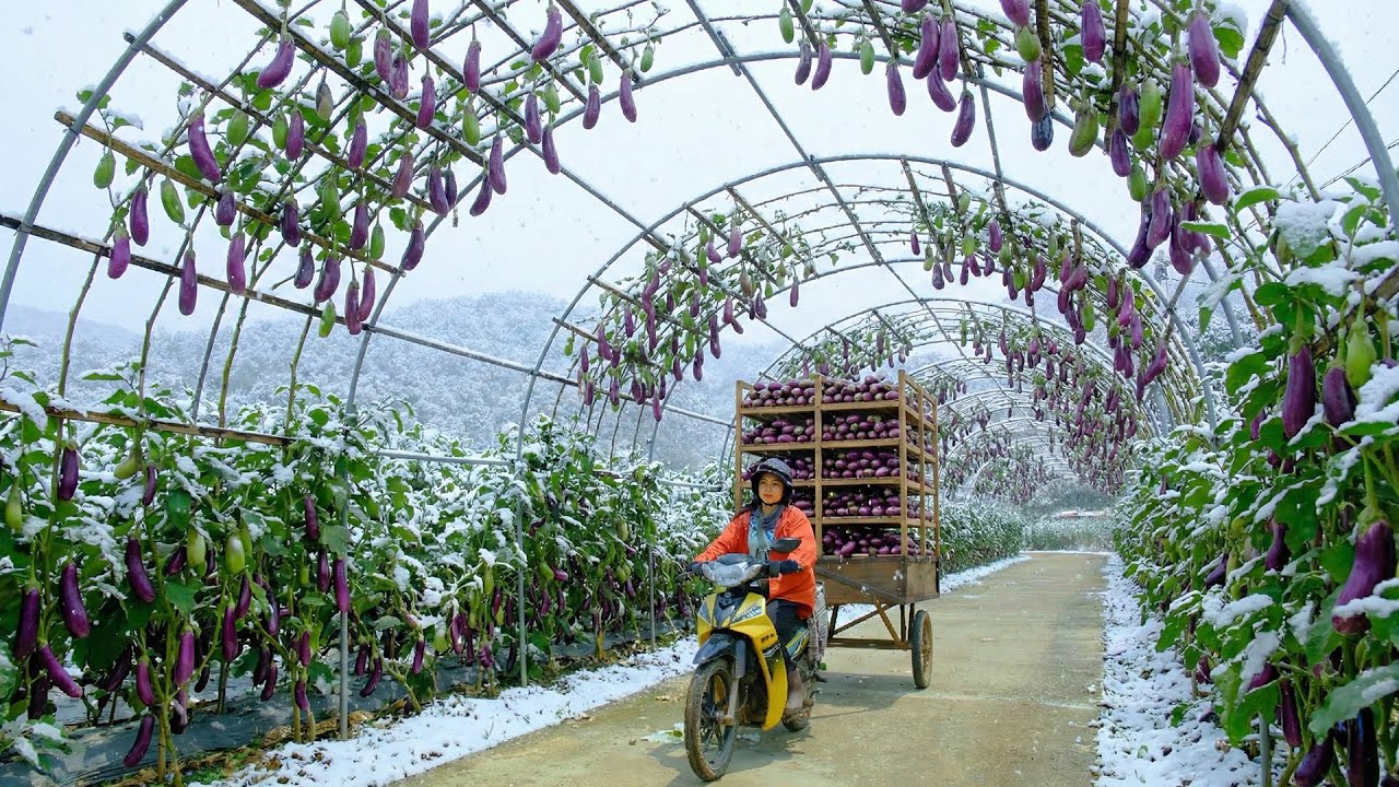 Harvest A Truckload Of Eggplants To Sell At The Market – Improve The Soil– Plant Ten O’Clock Flowers