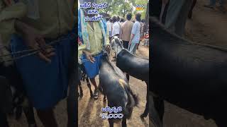 భారీ మేకతులు ఇంకొకటి 42000