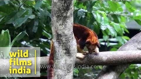 Tree Kangaroos on the prowl!