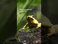 Cute but a little bit toxic 🐸 #GoldenDartFrogs #InsideTheEnchantedForests
