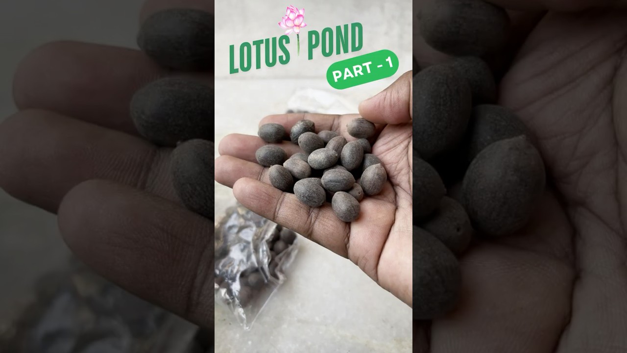 Lotus Pond 🪷 || Part - 1 || How To Setup Lotus Pond By Sai Krishna Akkala 