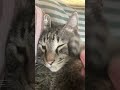 3240 ウシロジカン🐱ポコ
