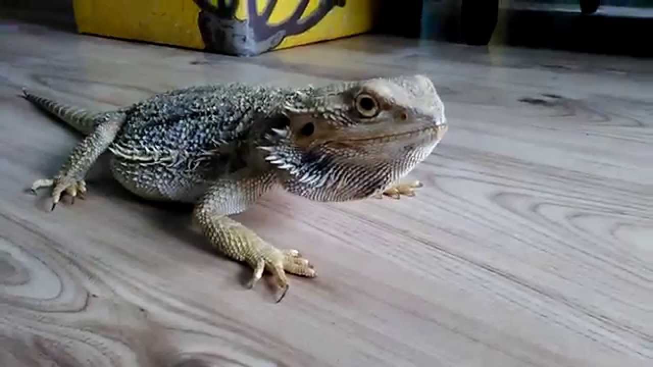 Bearded dragon eating a goldfish apatin YouTube