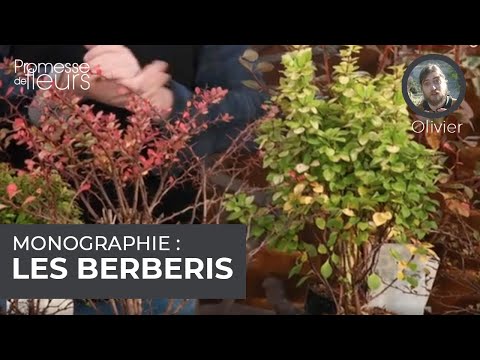 Vidéo: Est-ce que les berberis poussent dans un sol sec ?