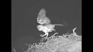 Barn Owl dines at Sauces Eagles nest.  Explore.org 07 November 2023