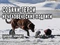 СОБАКИ ГЕРОИ! РАВНОДУШНЫМ НЕ СМОТРЕТЬ!!!