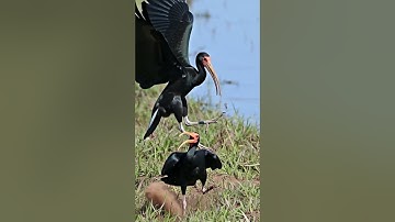 Đăng ký & Follow hẹ hẹ #thegioidongvat #kienthuc #quamcanhxanh