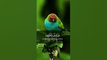 ربنا إغفر لي 💛الراحة النفسية تلاوة خاشعة حالات واتس اب قرآن كريم