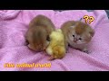 So funny and cutemother cat takes ducklings and kittens to sleepthe happiest duck in the world