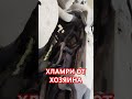 ПРОЕКТ ИЗ ХЛАМРИ В КАМРИ #Хламри #Камри #40 #Тойота #40ка #Камри40 #Хозяин #Хоз #УбитаяТойота #Реки