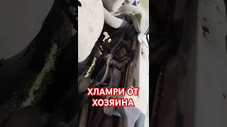 ПРОЕКТ ИЗ ХЛАМРИ В КАМРИ #Хламри #Камри #40 #Тойота #40ка #Камри40 #Хозяин #Хоз #УбитаяТойота #Реки