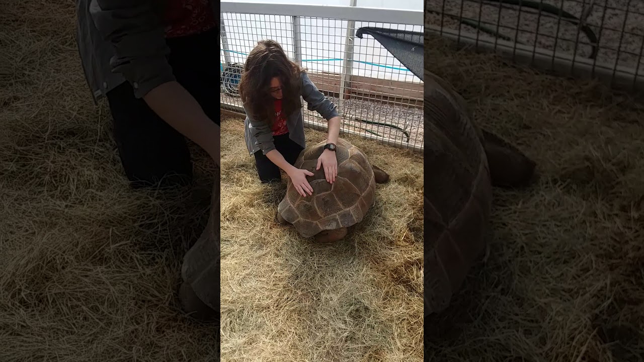 camera iphone 8 plus apk The Booty-wiggle dance