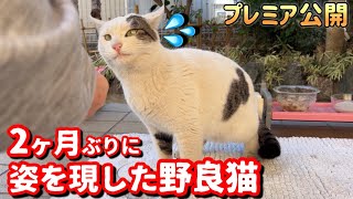 【野良猫】2ヶ月ぶりに来た野良猫が震えて帰って来た