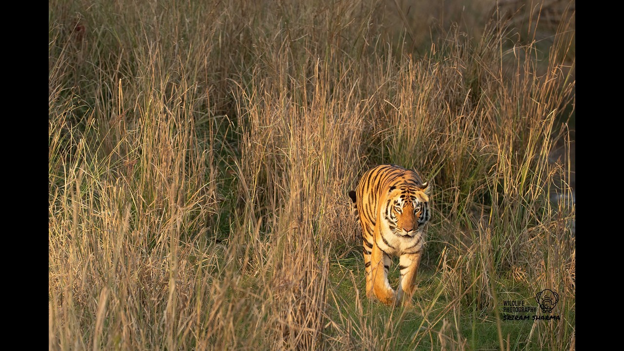 Сатпура, февраль 2026 г. #тигр #индия #животные #природа #путешествия #дикаяприрода #индийскоесаф...