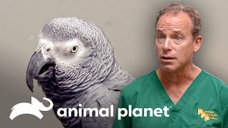 Dr. Jeff rehabilita el pico a loro gris africano de 19 años | Dr. Jeff, Veterinario | Animal Planet