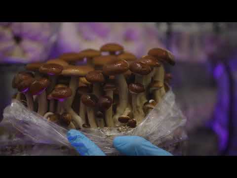 You Can Grow All These Mushrooms | Southwest Mushrooms